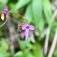 Cynorkis purpurascens Orchidacea e Indigène La Réunion 1462.jpeg